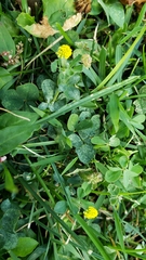 Medicago lupulina