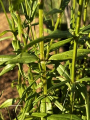 Conostomium natalense