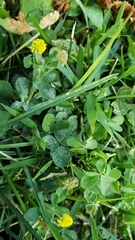 Medicago lupulina