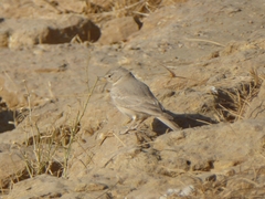 Ammomanes deserti