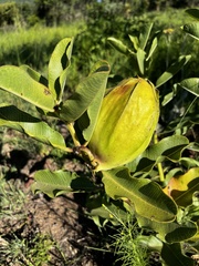 Pachycarpus dealbatus