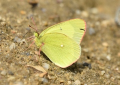 Colias palaeno