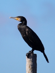 Phalacrocorax carbo sinensis