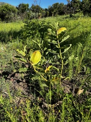 Pachycarpus dealbatus
