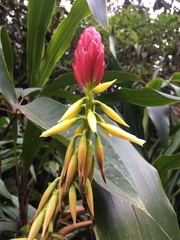 Pitcairnia kniphofioides