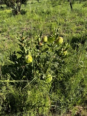 Pachycarpus dealbatus