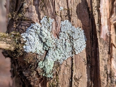 Physcia americana