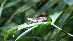 Heliconius pachinus