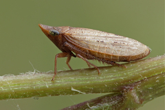 Aphrodes makarovi