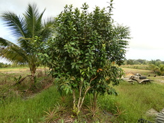 Syzygium samarangense