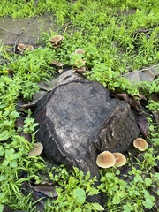 Psathyrella longipes