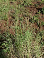 Setaria incrassata