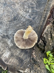 Psathyrella longipes