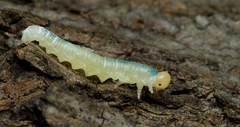 Monostegia