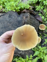 Psathyrella longipes