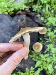 Psathyrella longipes