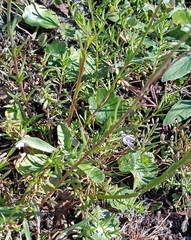 Nuttallanthus canadensis