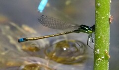 Ischnura capreolus