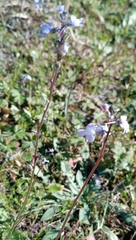 Nuttallanthus canadensis