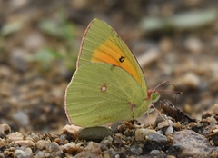 Colias heos