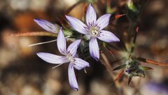 Eriastrum eremicum eremicum