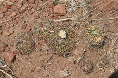 Echinofossulocactus phyllacanthus