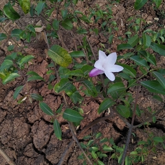 Cryptostegia grandiflora