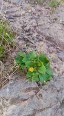 Ranunculus bullatus