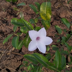 Cryptostegia grandiflora