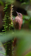 Glyphorynchus spirurus