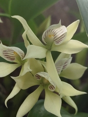 Prosthechea