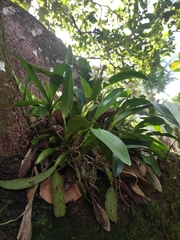 Prosthechea