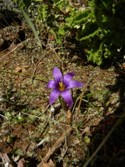 Romulea bulbocodium