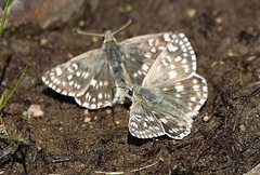 Muschampia tessellum