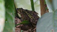 Incilius coniferus