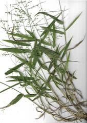 Urochloa deflexa