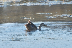 Anas platyrhynchos × fulvigula