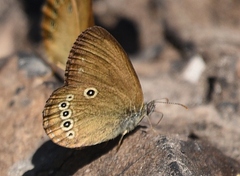 Coenonympha oedippus