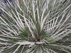 Chamaerops humilis argentea