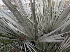 Chamaerops humilis argentea