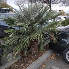 Chamaerops humilis argentea