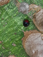 Chrysomelidae