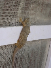 Hemidactylus flaviviridis