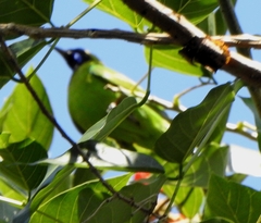 Chloropsis aurifrons