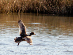 Marmaronetta angustirostris