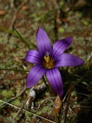 Romulea bulbocodium