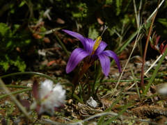Romulea bulbocodium