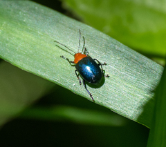 Hermesilla fulgidicollis