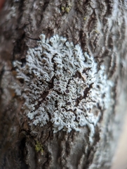 Physcia stellaris