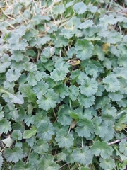 Geranium molle